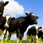 Dairy Farming UK