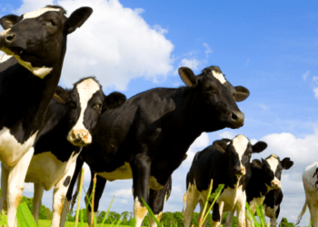 Dairy Farming UK