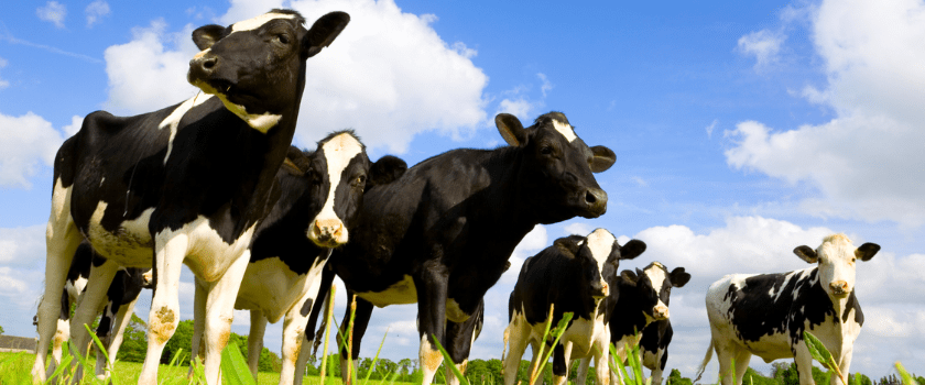 Dairy Farming UK