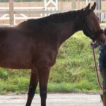 Rathkenny Stud