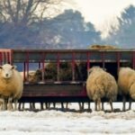 Livestock UK