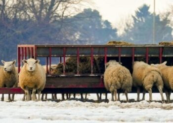 Livestock UK
