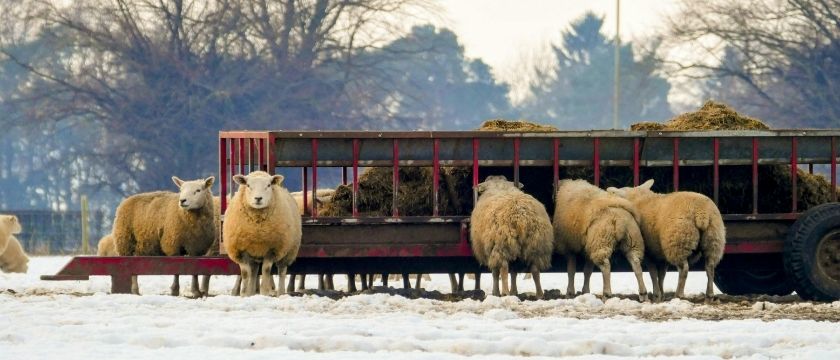 Livestock UK
