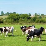 Dairy outlook 2026
