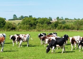 Dairy outlook 2026