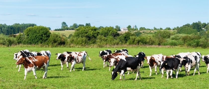 Dairy outlook 2026